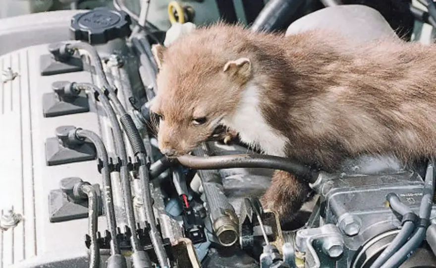 Dlaczego kuna gryzie kable i jak zabezpieczyć auto?